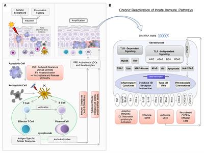 Current Concepts on Pathogenic Mechanisms and Histopathology in Cutaneous Lupus Erythematosus